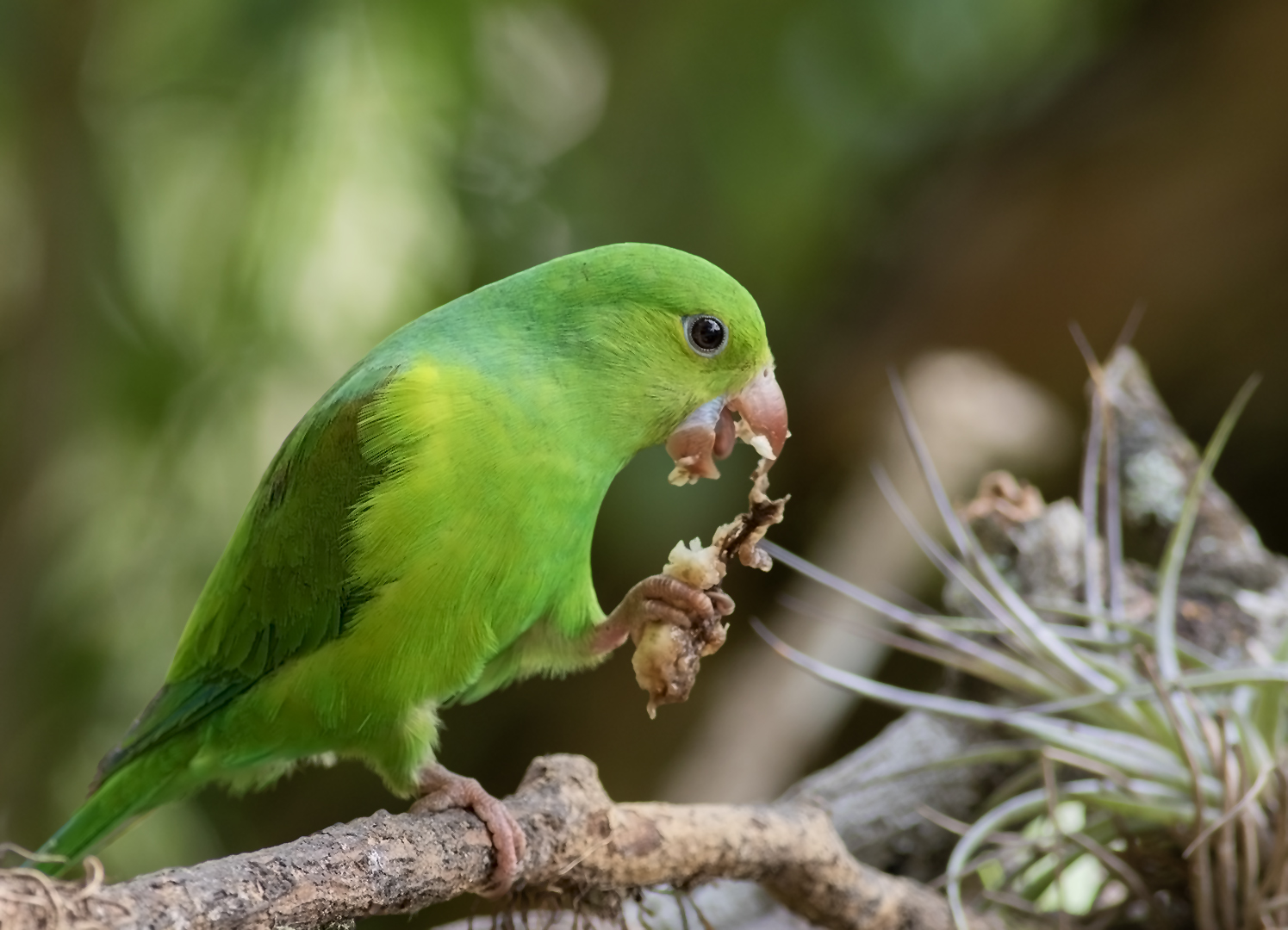 Plain Parakeet